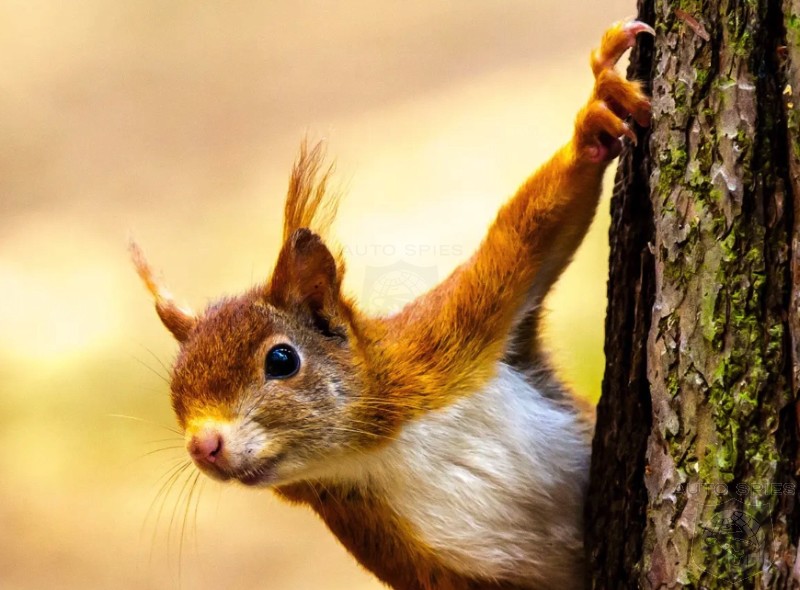 If You Have A Chevy AVALANCHE WATCH OUT! SQUIRRELLY Things MAY Occur!!!
