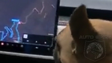 Dog Gets Front Seat Demo Of Tesla FSD Beta 10.5. Handles It Like A CHAMP!