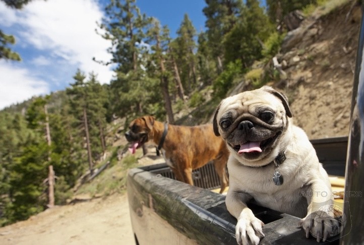 REGULATIONS GONE WILD! Letting Dogs Ride in Pickup Truck Bed May Be ...