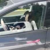 WATCH Tesla Caught Driving Down The Highway With All Occupants Sound Asleep