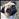 PUGPROUD